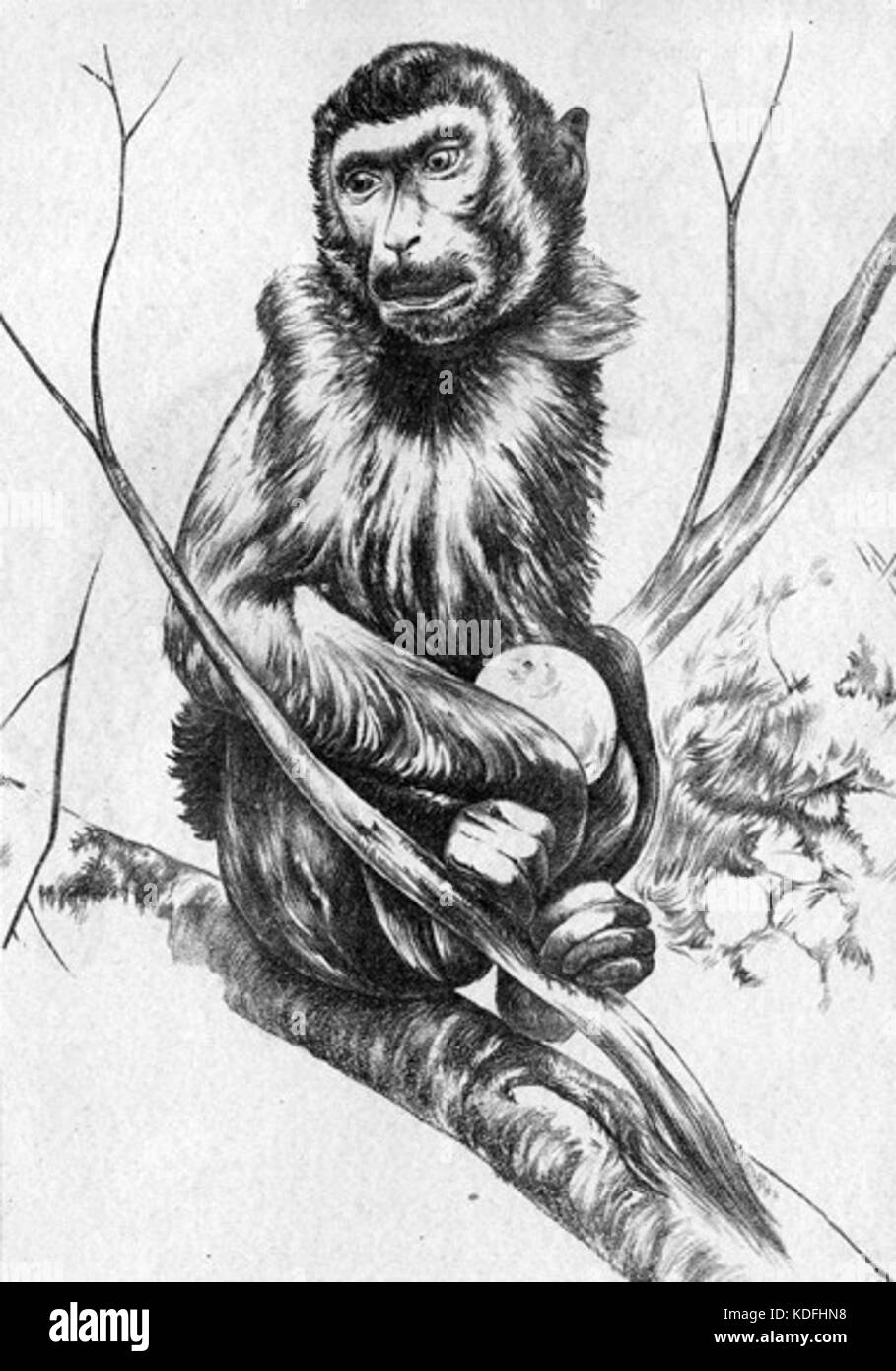 Monkey in Tree Drawing Stock Photo Alamy