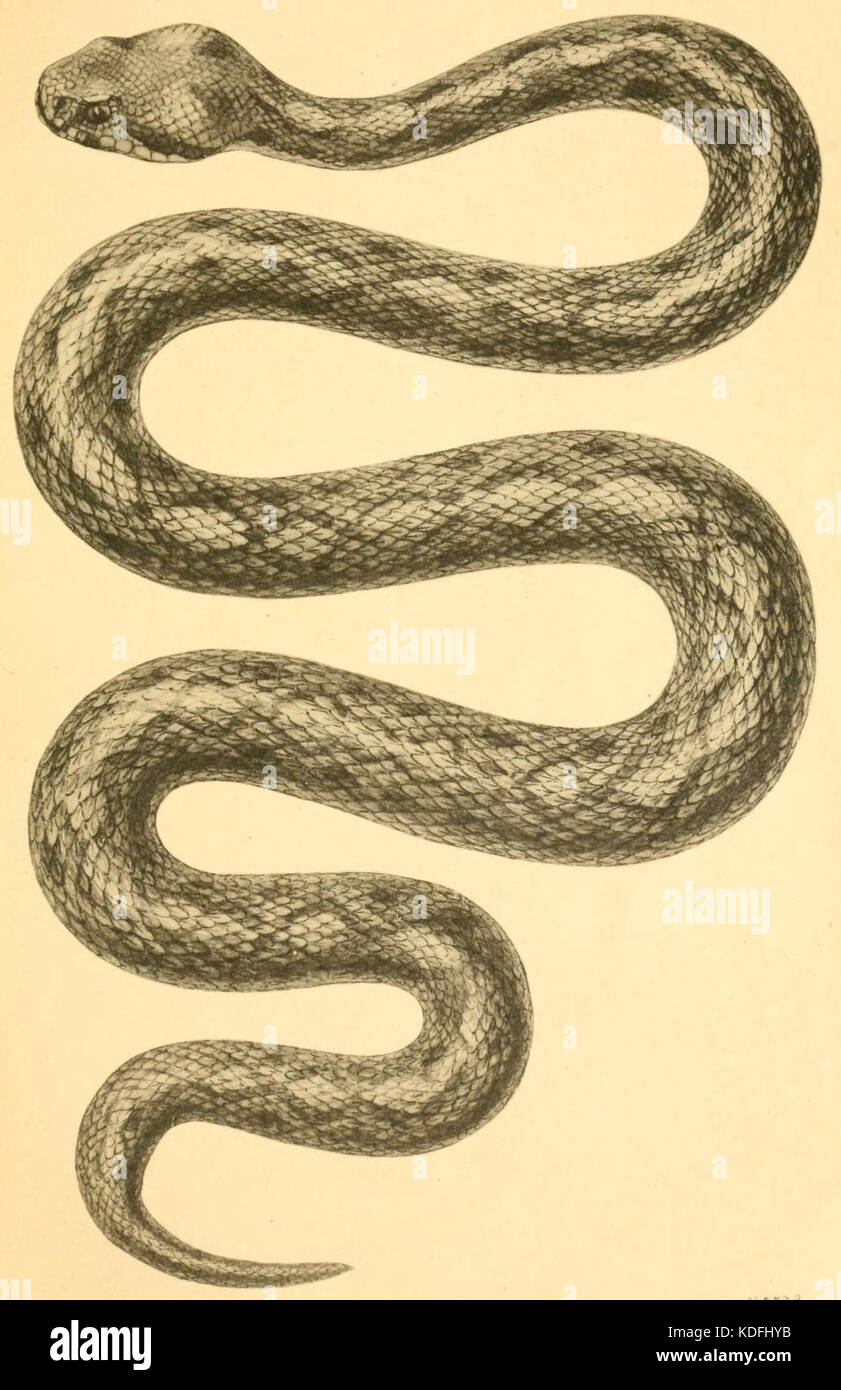 Montivipera raddei from Presmykaiushchiiasia (Reptilia) (1915) Stock Photo