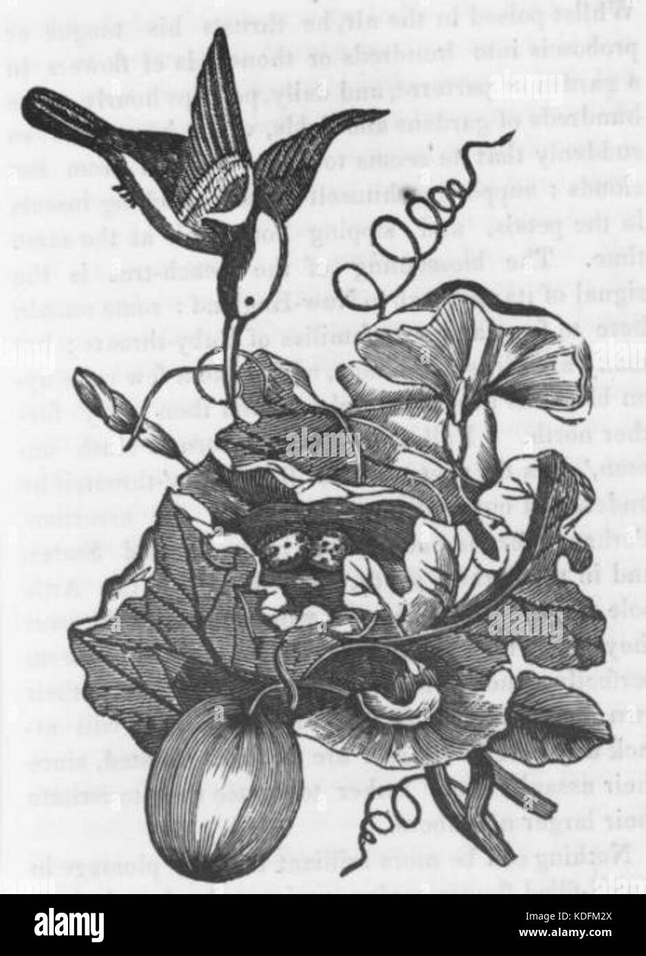 Hummingbird Nest Drawing Stock Photo Alamy