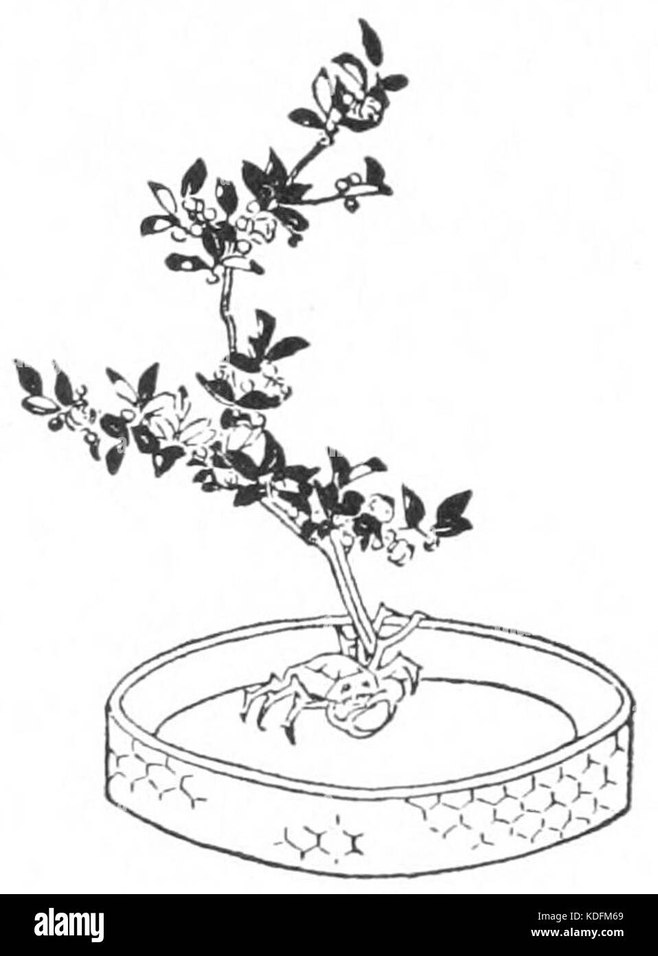 Japanese flower arrangement p090 1 Stock Photo Alamy