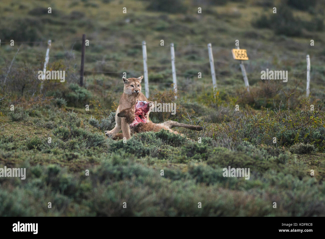 A Puma eating a Guanaco at Torres del Paine, Chile Stock Photo