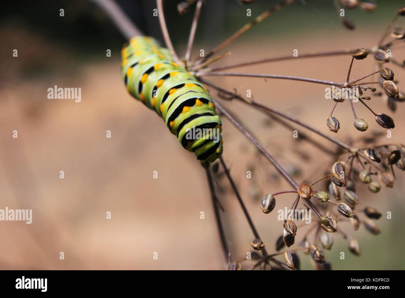 caterpillar on dill seed head Stock Photo Alamy