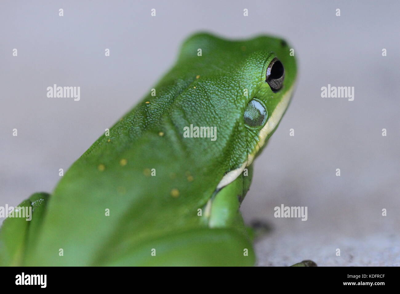 green tree frog Stock Photo