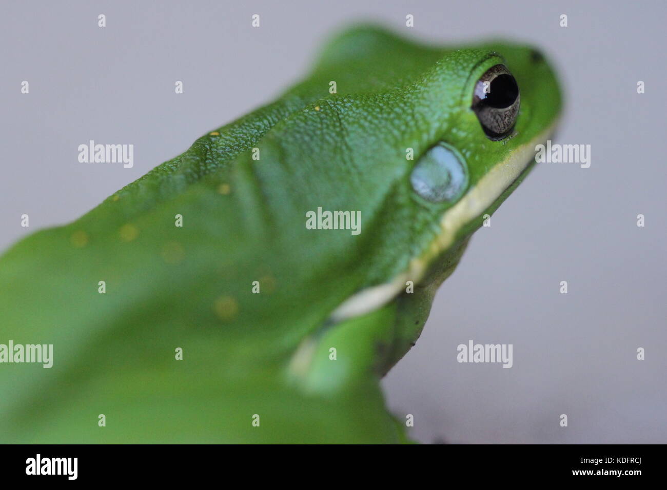 green tree frog Stock Photo