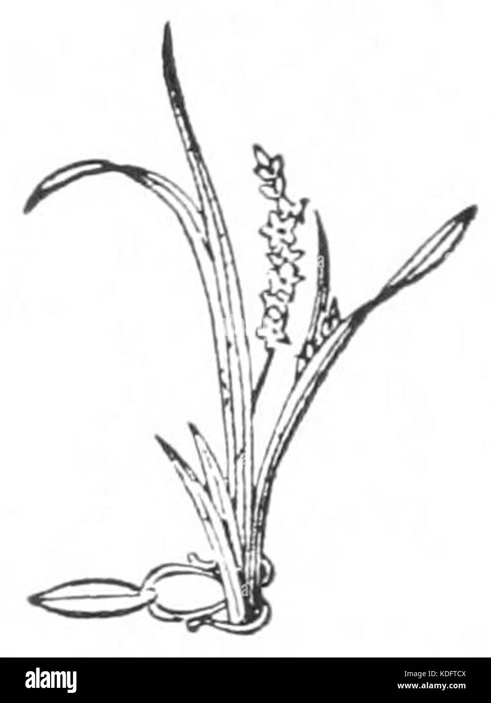 Japanese flower arrangement p090 2 Stock Photo Alamy