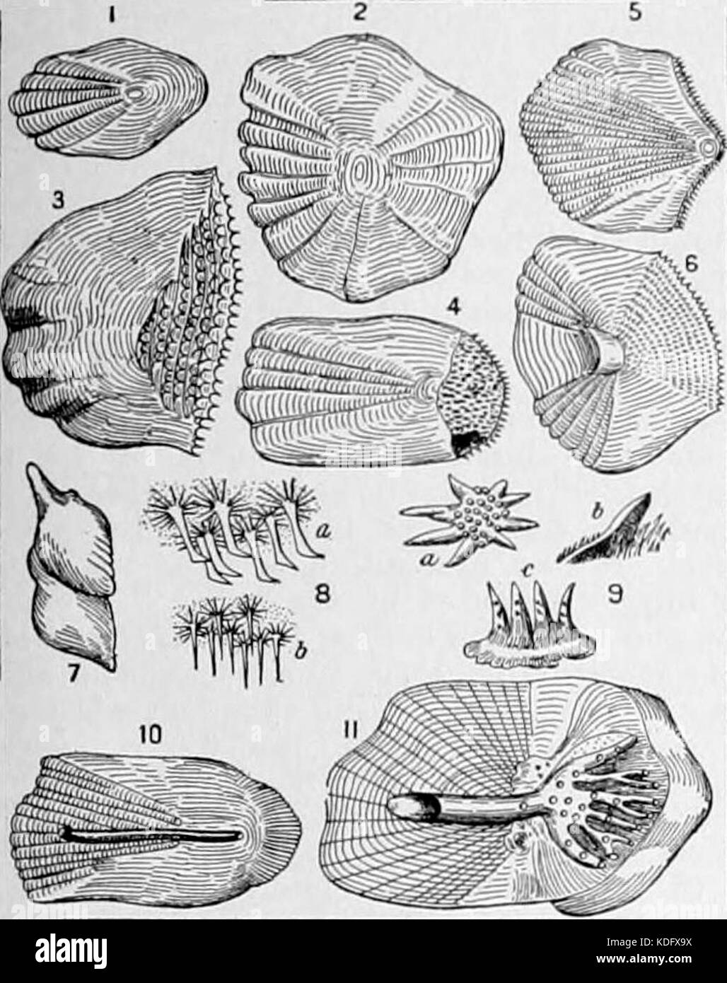 NIE 1905 Fish scales Stock Photo Alamy