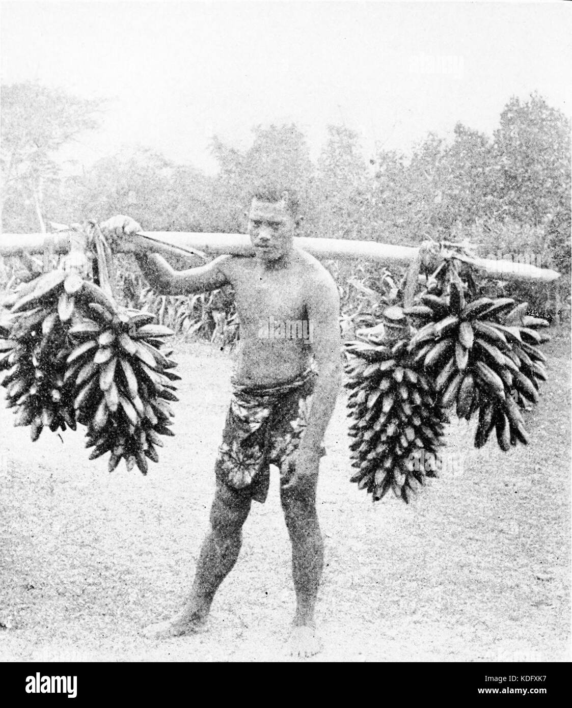 Plantain Black and White Stock Photos & Images Alamy