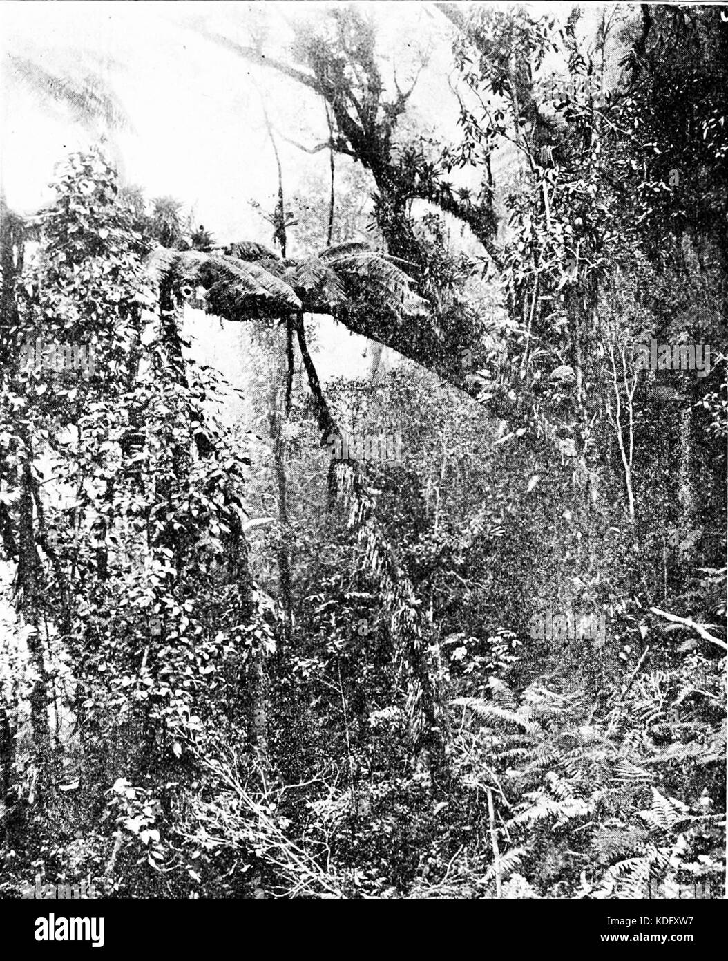 PSM V86 D044 Podocarpus tree and tree fern Stock Photo