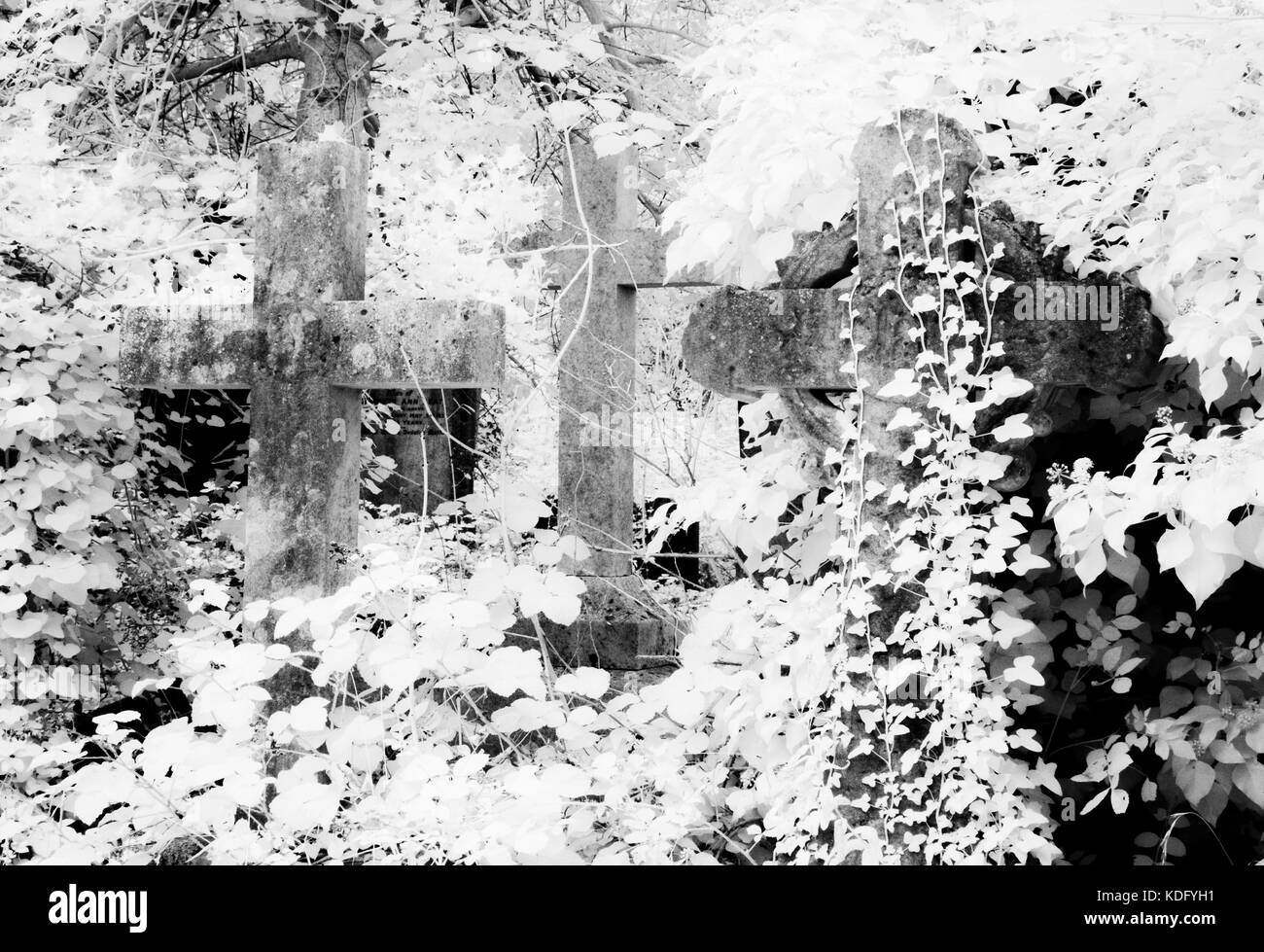An infrared shot of old, ivy-covered Victorian gravestones. Stock Photo