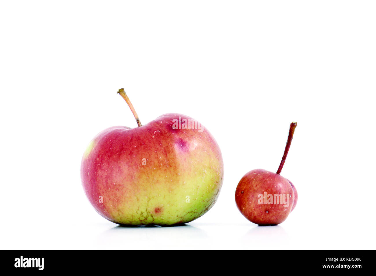 3,204 Big Small Apple Royalty-Free Images, Stock Photos & Pictures