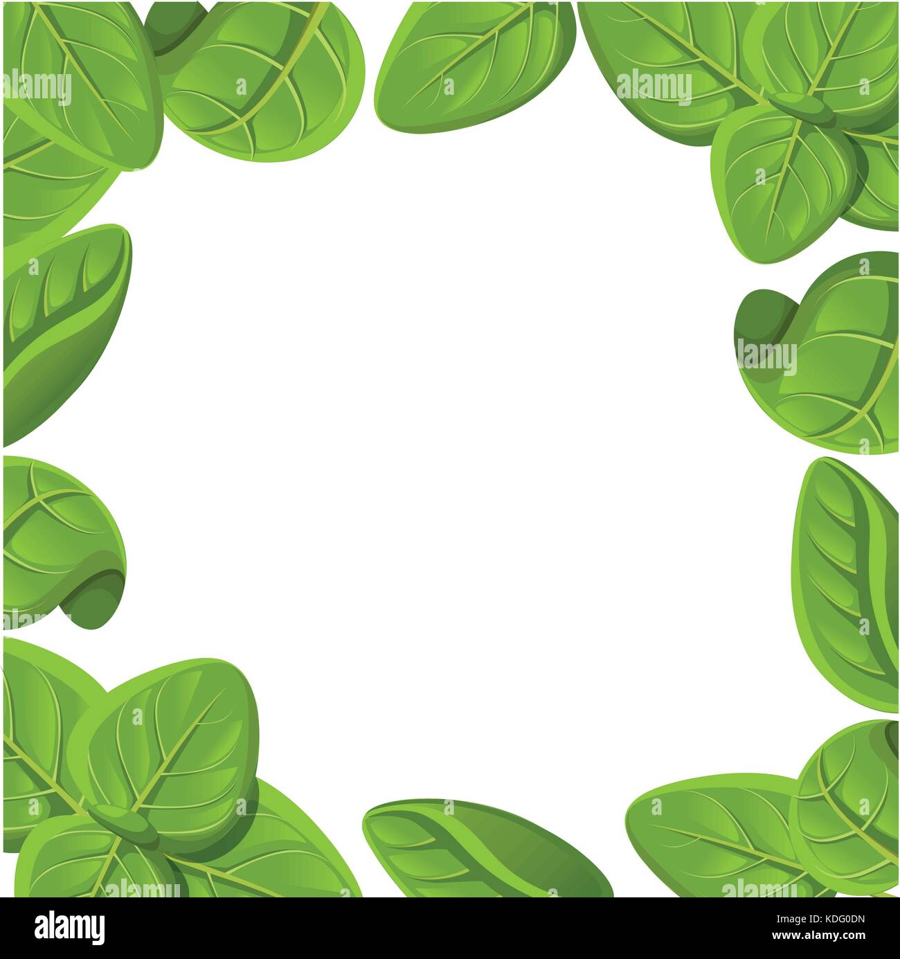 Oregano set vector drawing. Isolated Oregano plant with leaves. Herbal