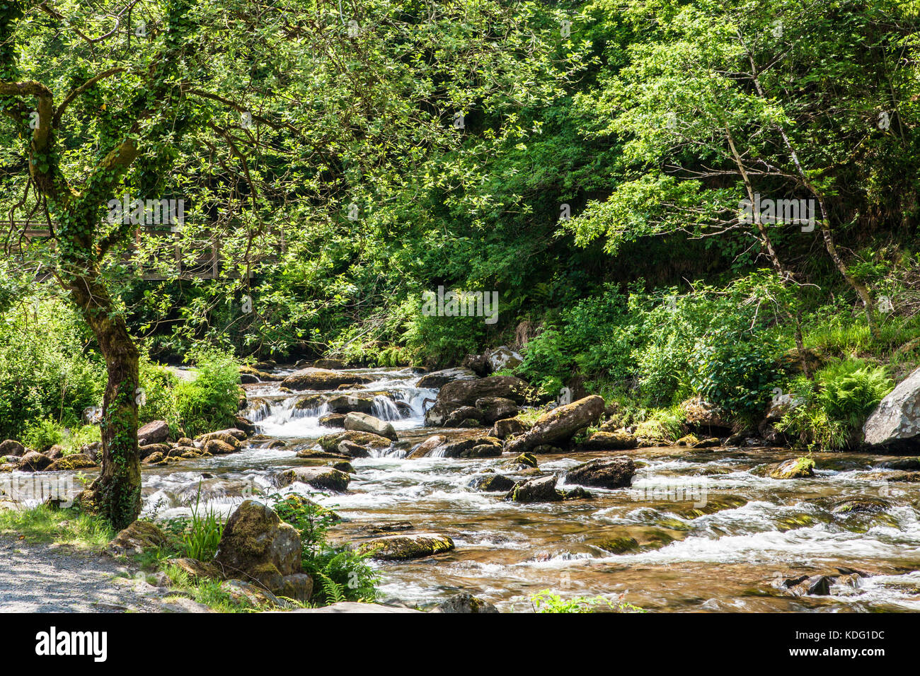 The River Lyn (East) along the path towards Watersmeet near Lynmouth, north Devon, England, UK Stock Photo