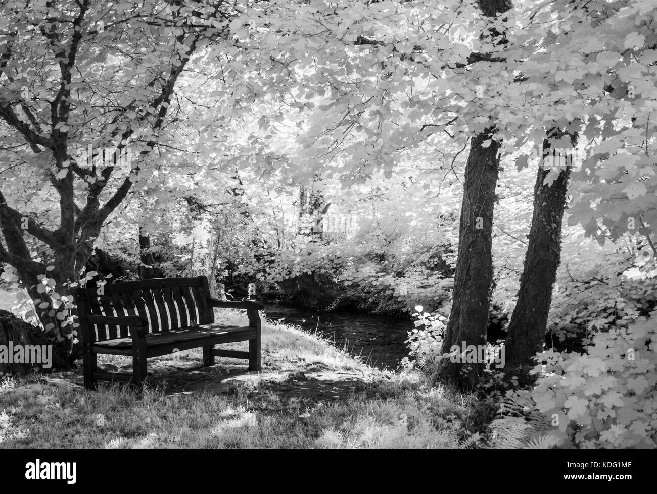 A wooden bench by the side of the River Exe in the Exmoor National Park shot in infrared. Stock Photo