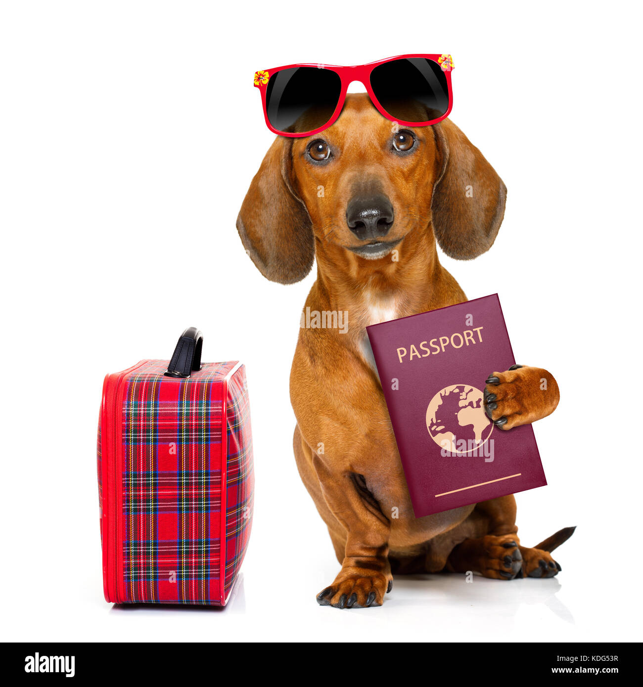 dachshund or sausage  dog on summer vacation holidays with passport document or  ticket and bag or luggage , isolated on white background Stock Photo