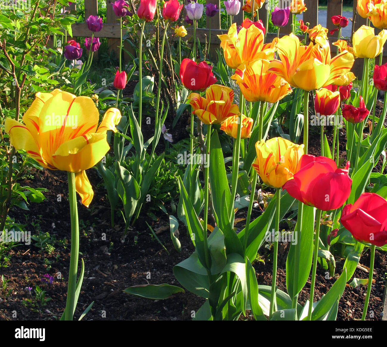 Flowering TULIPS in garden  2017 Stock Photo