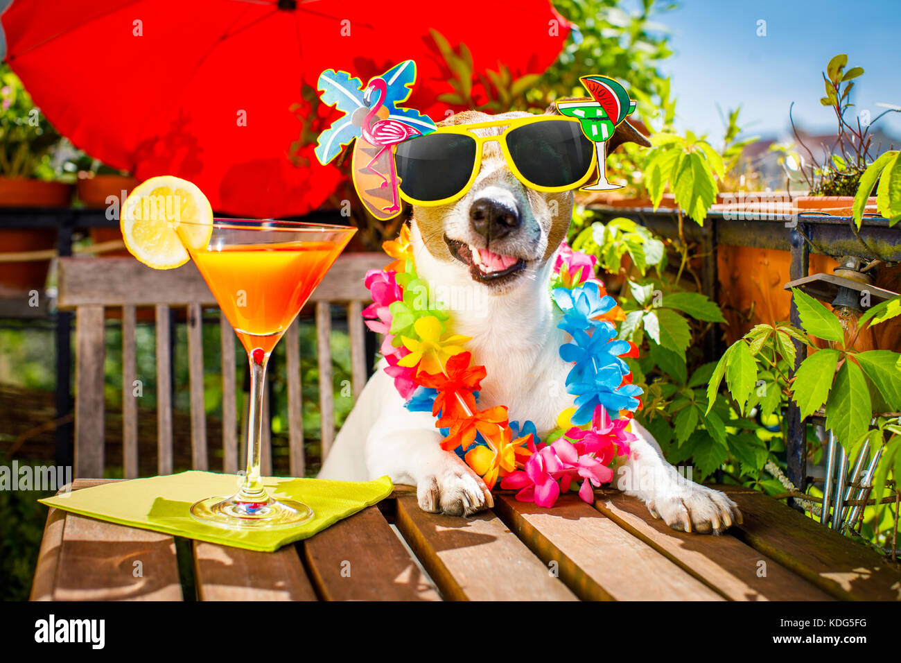 drunk jack russell dog relaxing on balcony with sunglasses in summer or