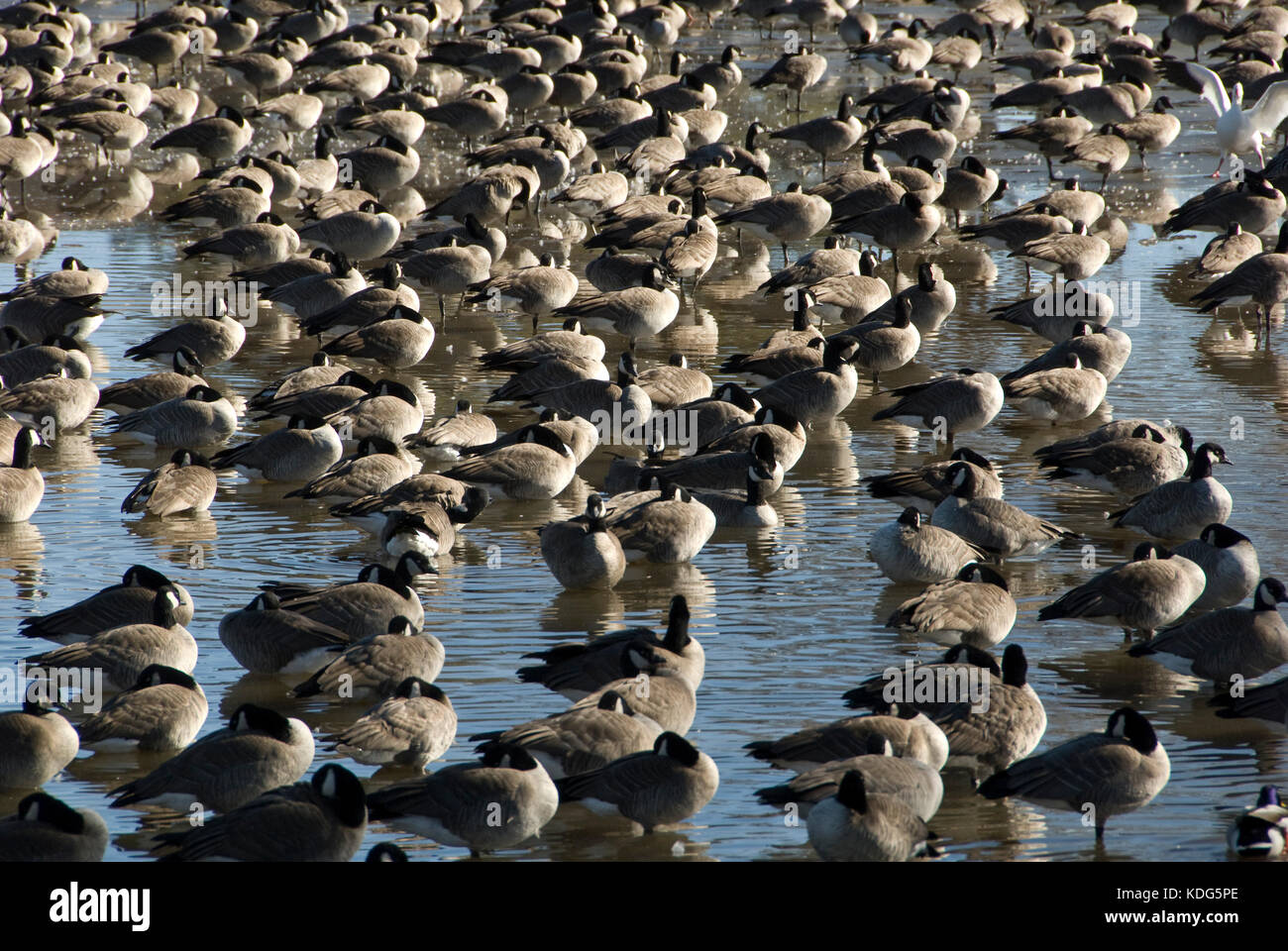 FLOCK OF CANADA GEESE RESTING ON PARTIALLY FROZEN LAKE IN TEXAS Stock Photo