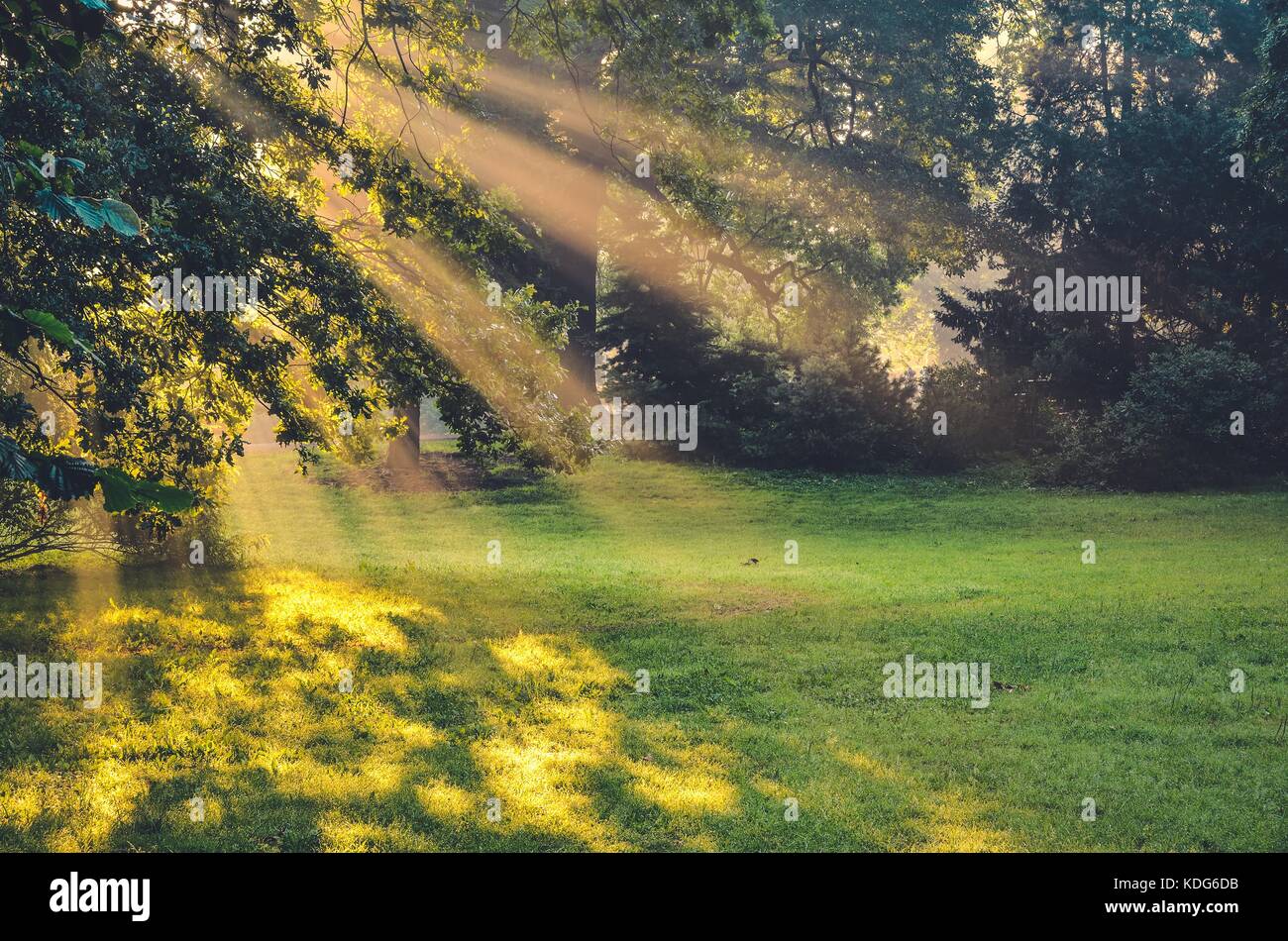 Morning urban landscape. Sun rays behind the trees in the park. Stock Photo