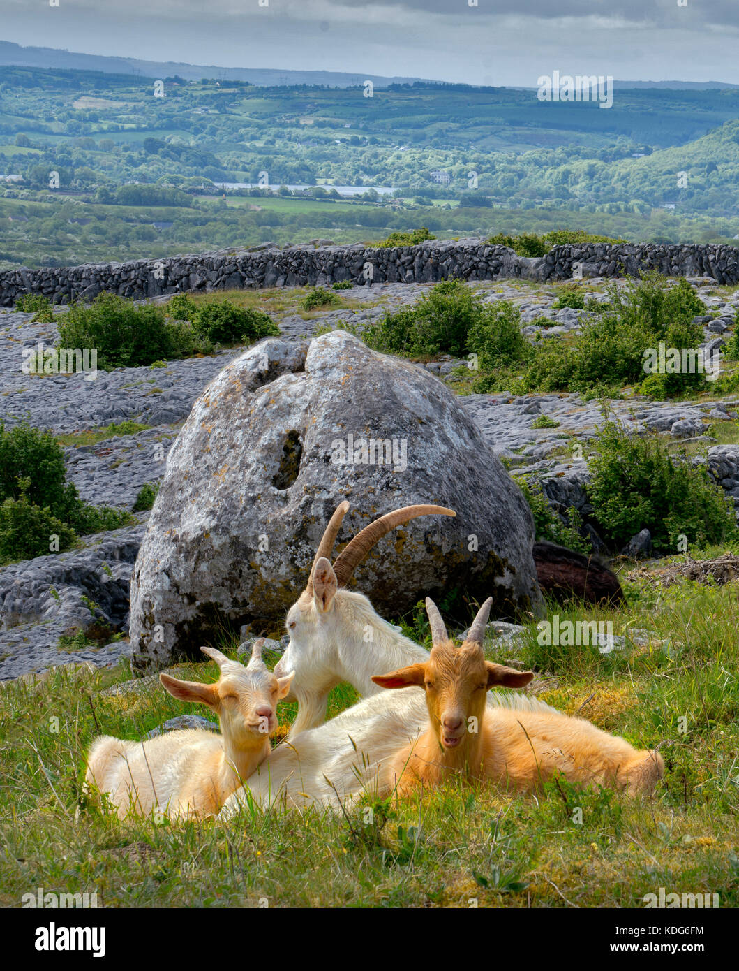 Goats in field on Lough Avalla Farm Loop Trail. The Burren, County Clare, Ireland Stock Photo