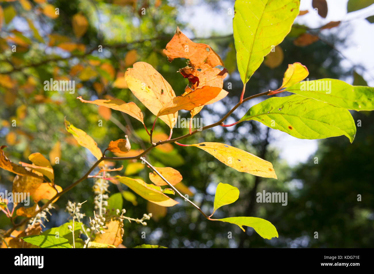 New england leaves hi-res stock photography and images - Alamy