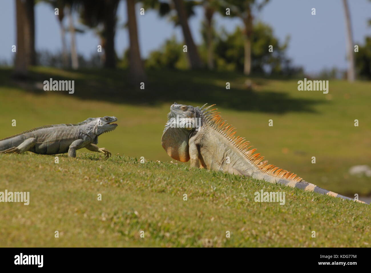 Iguanas on golf course Stock Photo Alamy
