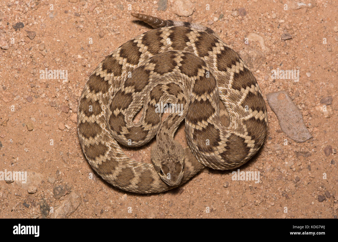 A yearling Northern Mojave Rattlesnake (Crotalus scutulatus scutulatus) from Maricopa County, Arizona, USA. Stock Photo