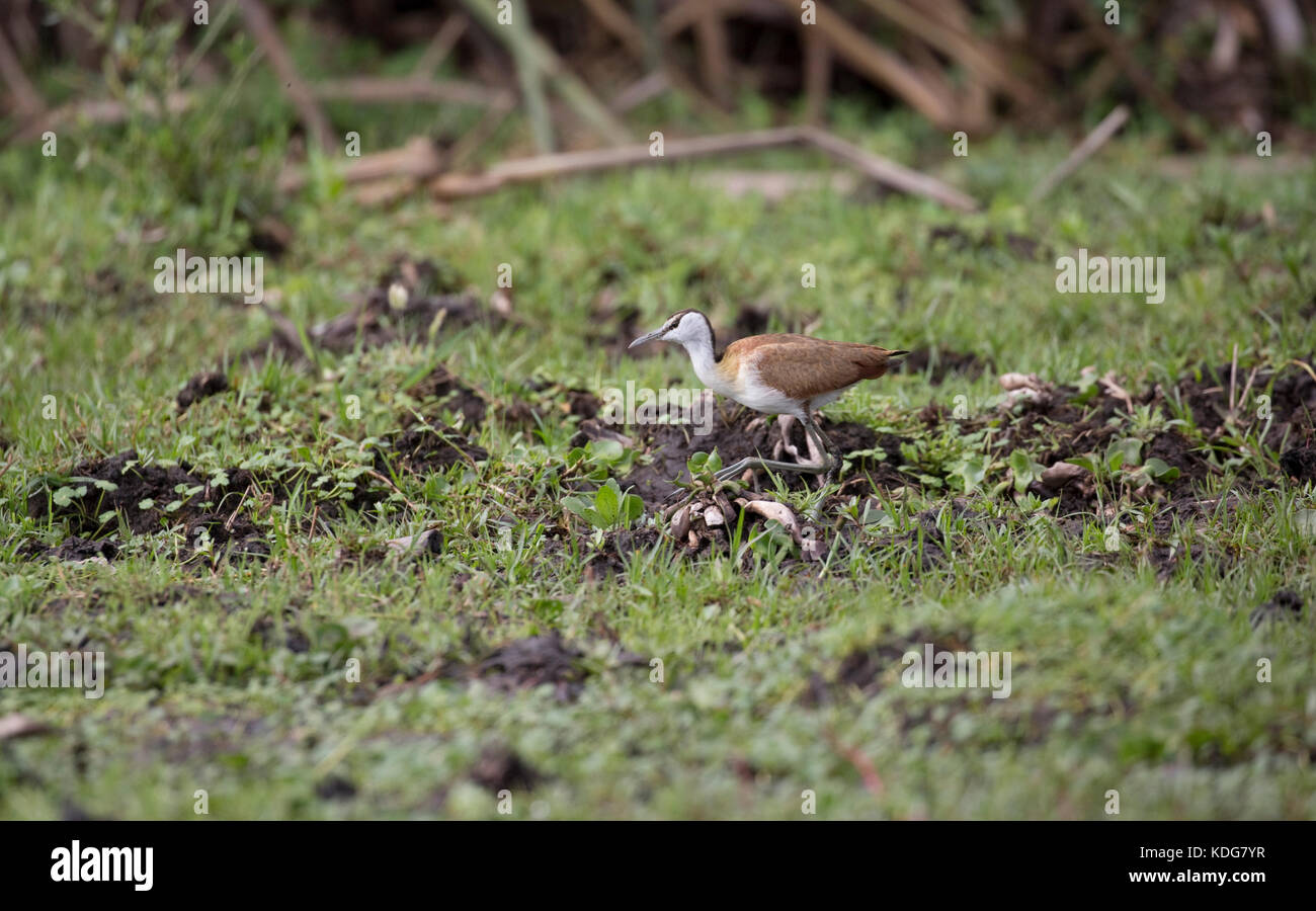 African jacana Actophilornis africana walking on water hyacinth Lake Naivasha Kenya Stock Photo