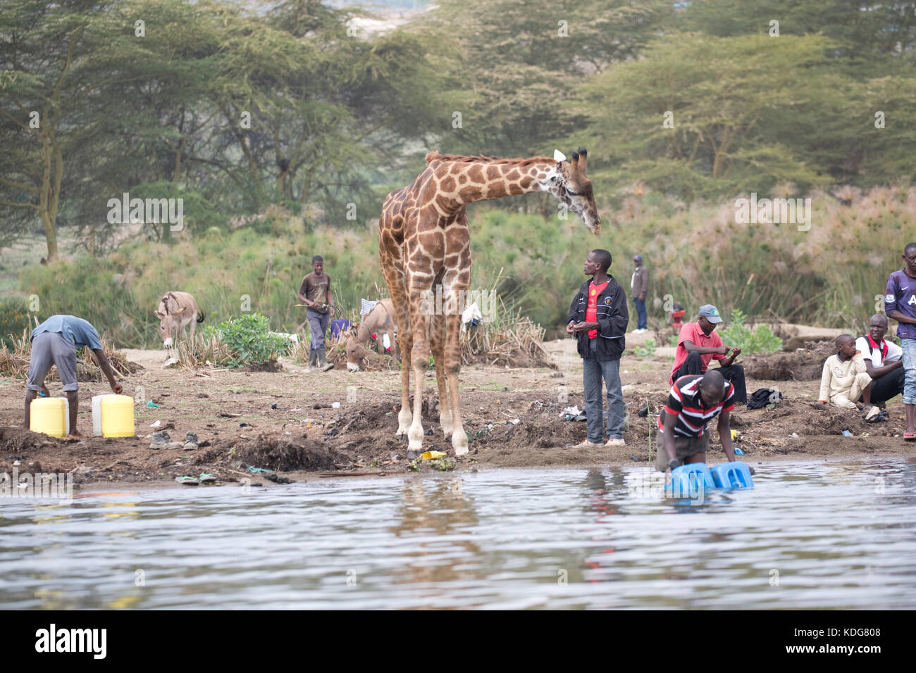 Eric the tame giraffe with fishermen on the community beach Lake