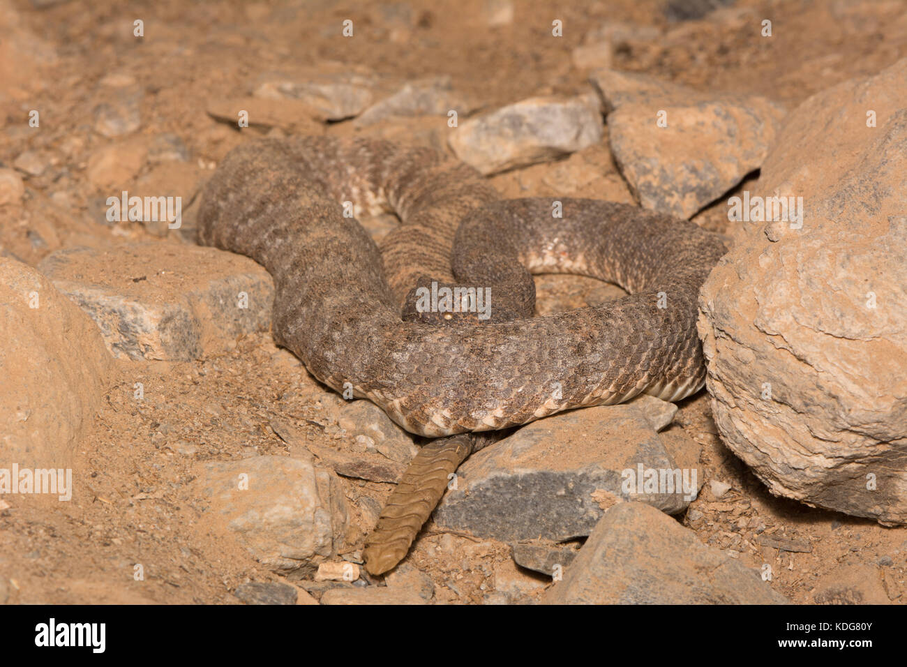 Southwestern Speckled Rattlesnake (Crotalus pyrrhus) from Maricopa County, Arizona, USA. Stock Photo