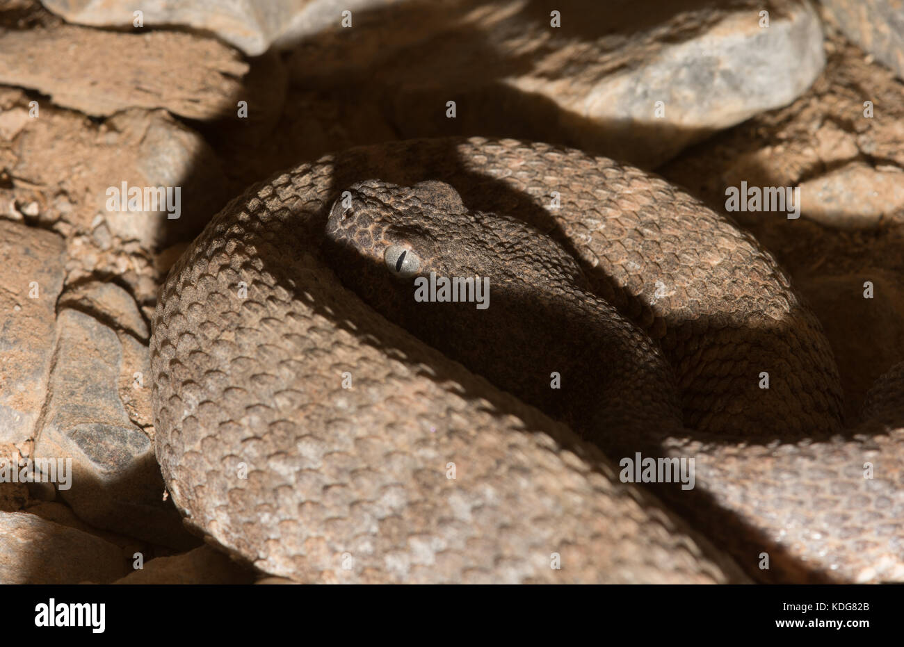 Southwestern Speckled Rattlesnake (Crotalus pyrrhus) from Maricopa County, Arizona, USA. Stock Photo