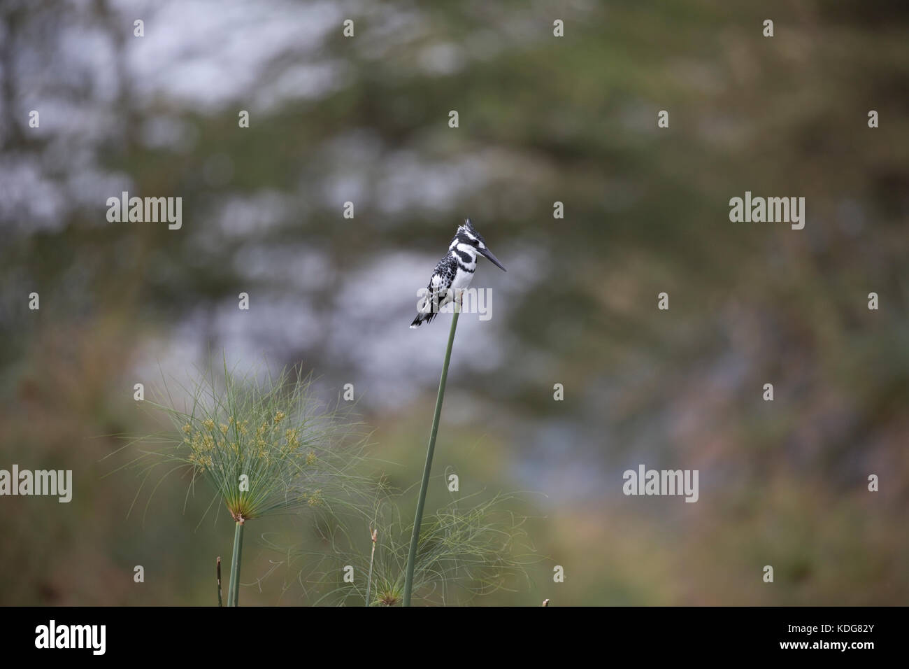 Pied kingfisher Ceryle rudis Lake Naivasha Kenya Stock Photo