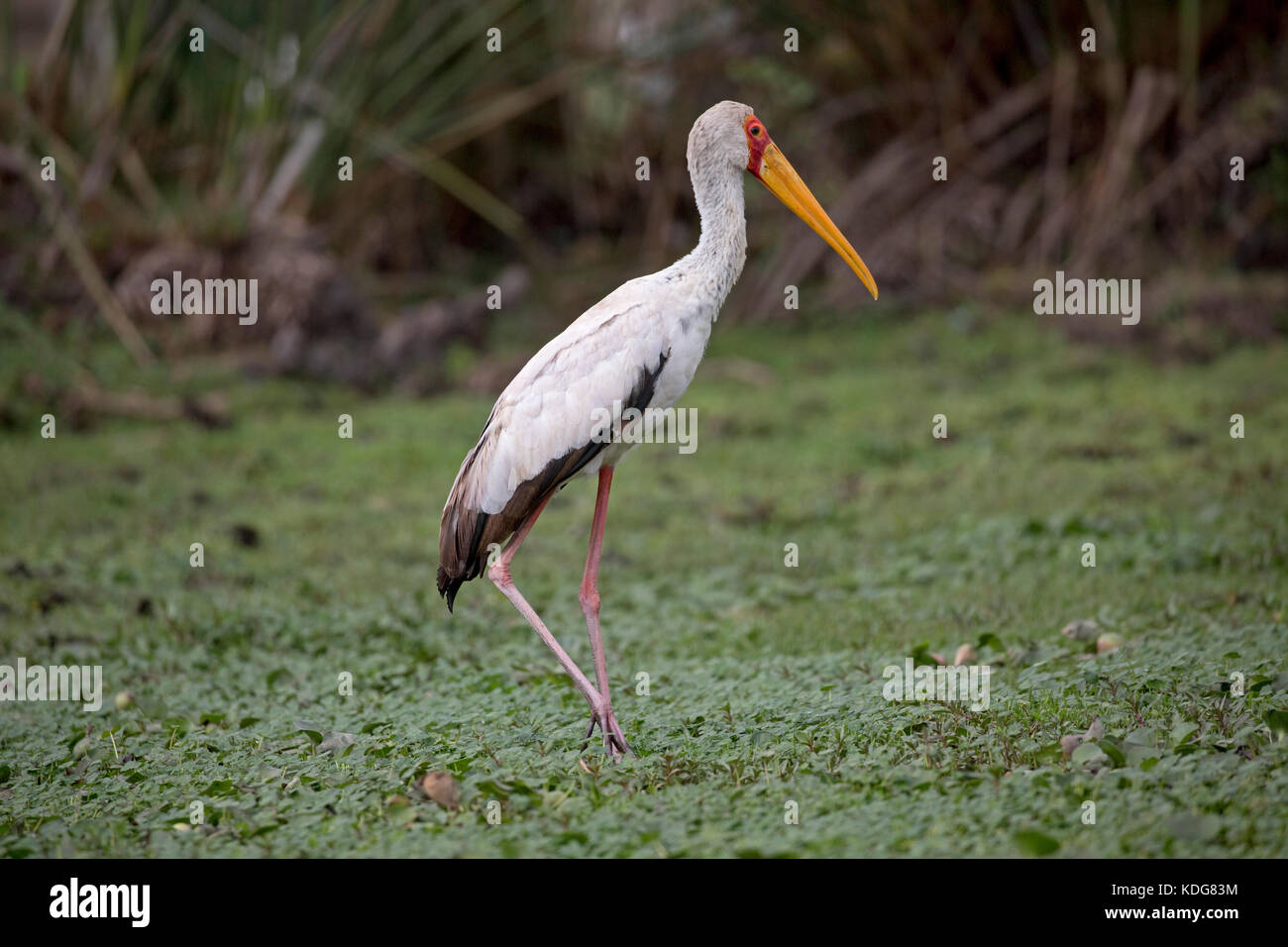 Yellow-billed stork Ibis ibis Lake Naivasha Kenya Stock Photo