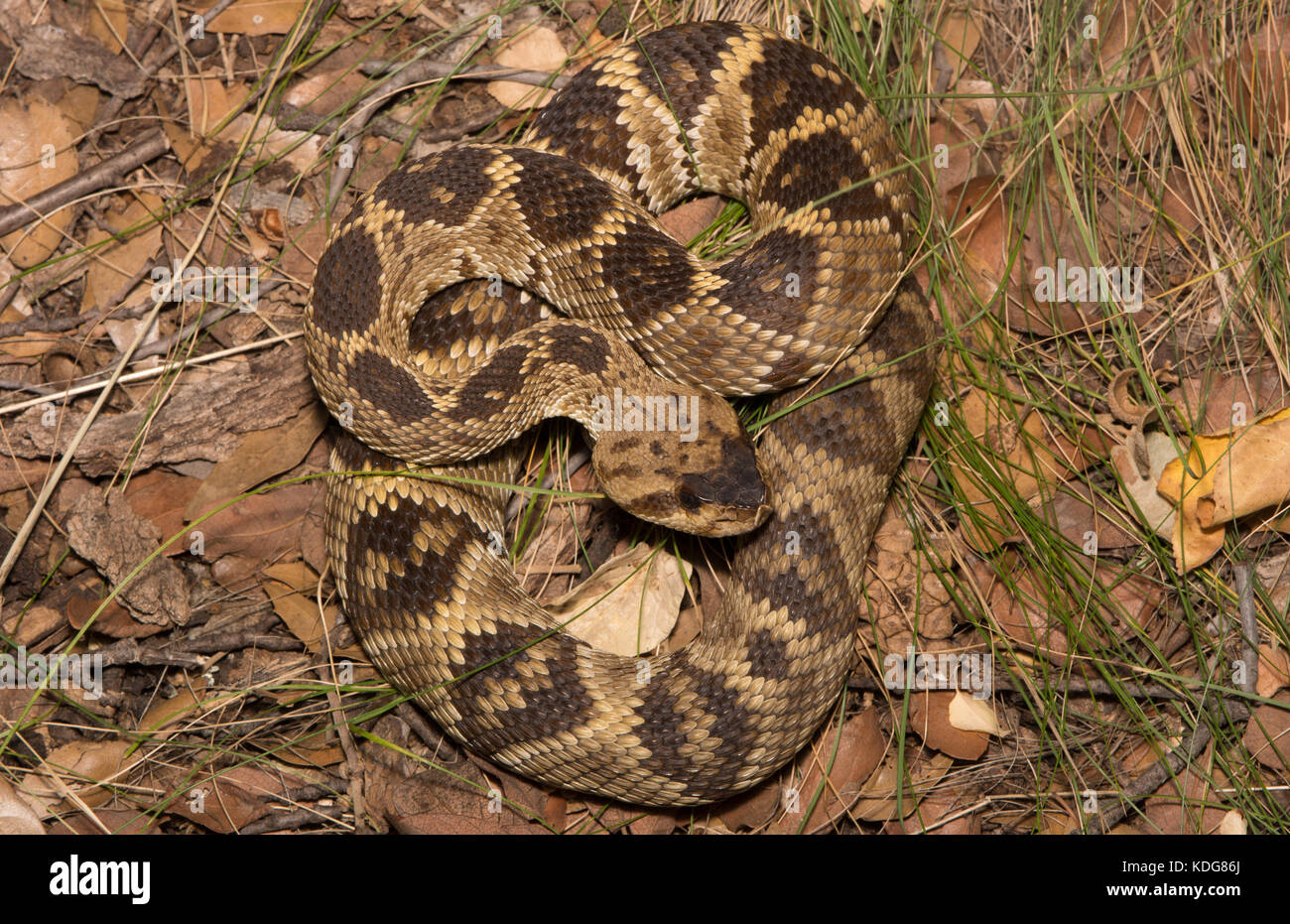 Western Black-tailed Rattlesnake (Crotalus molossus) from Cochise County, Arizona, USA. Stock Photo