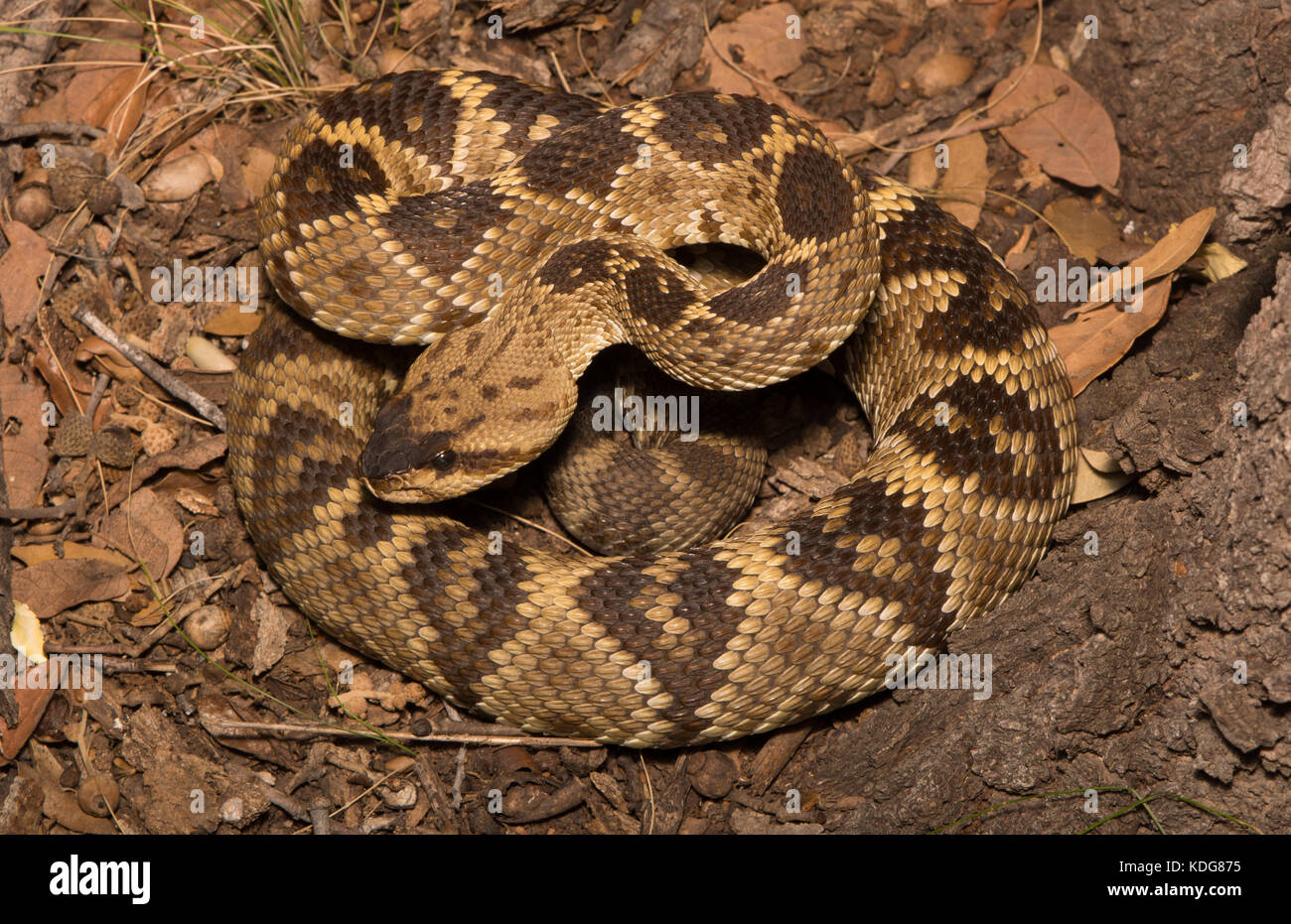 Western Black-tailed Rattlesnake (Crotalus molossus) from Cochise County, Arizona, USA. Stock Photo