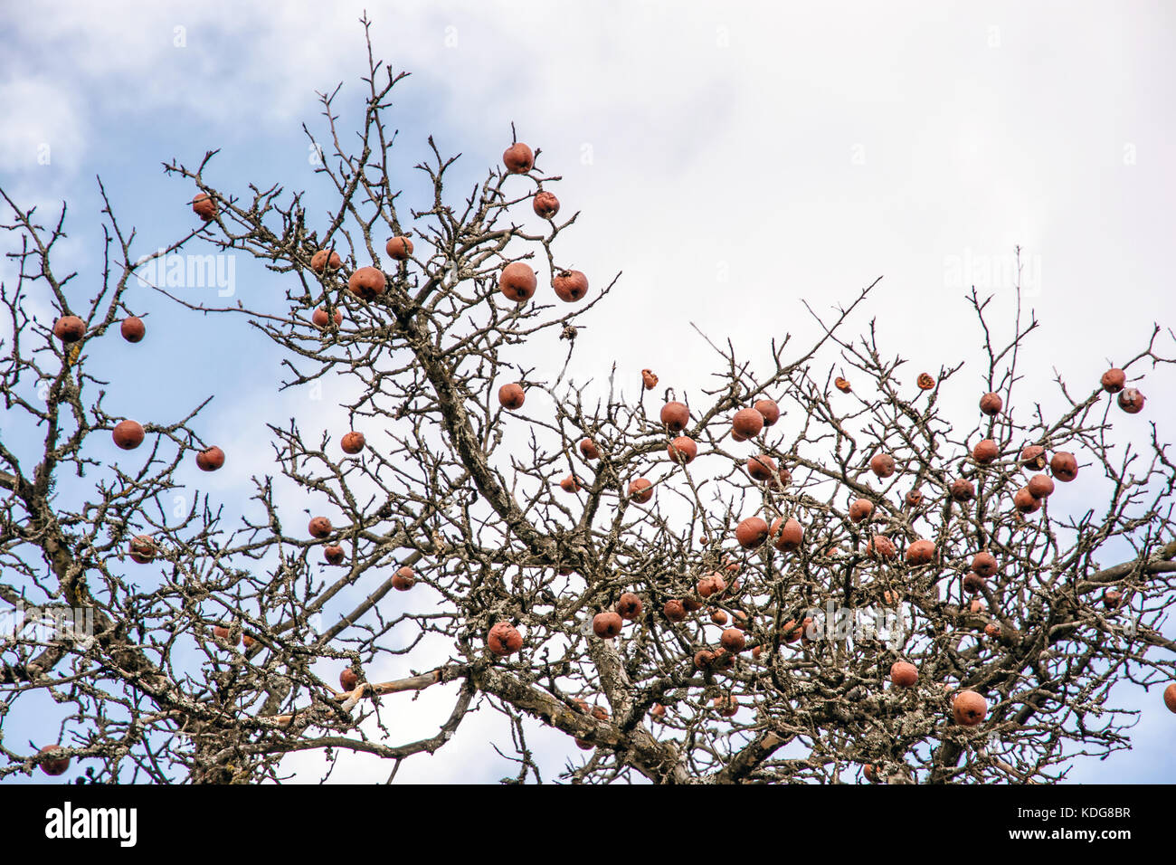 Apple tree without leaves and with fruit in winter. Seasonal natural