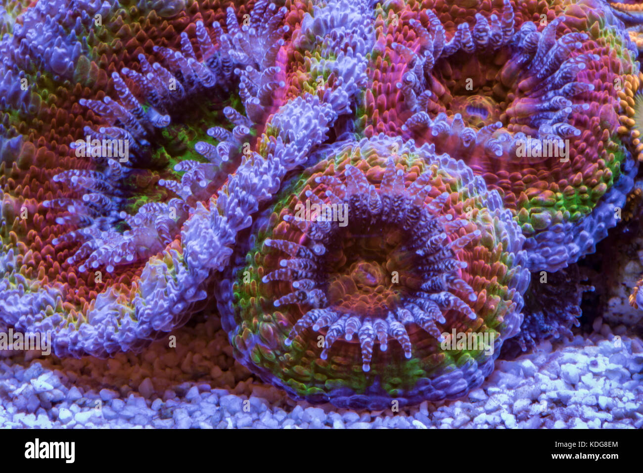 Acanthastrea coral Stock Photo