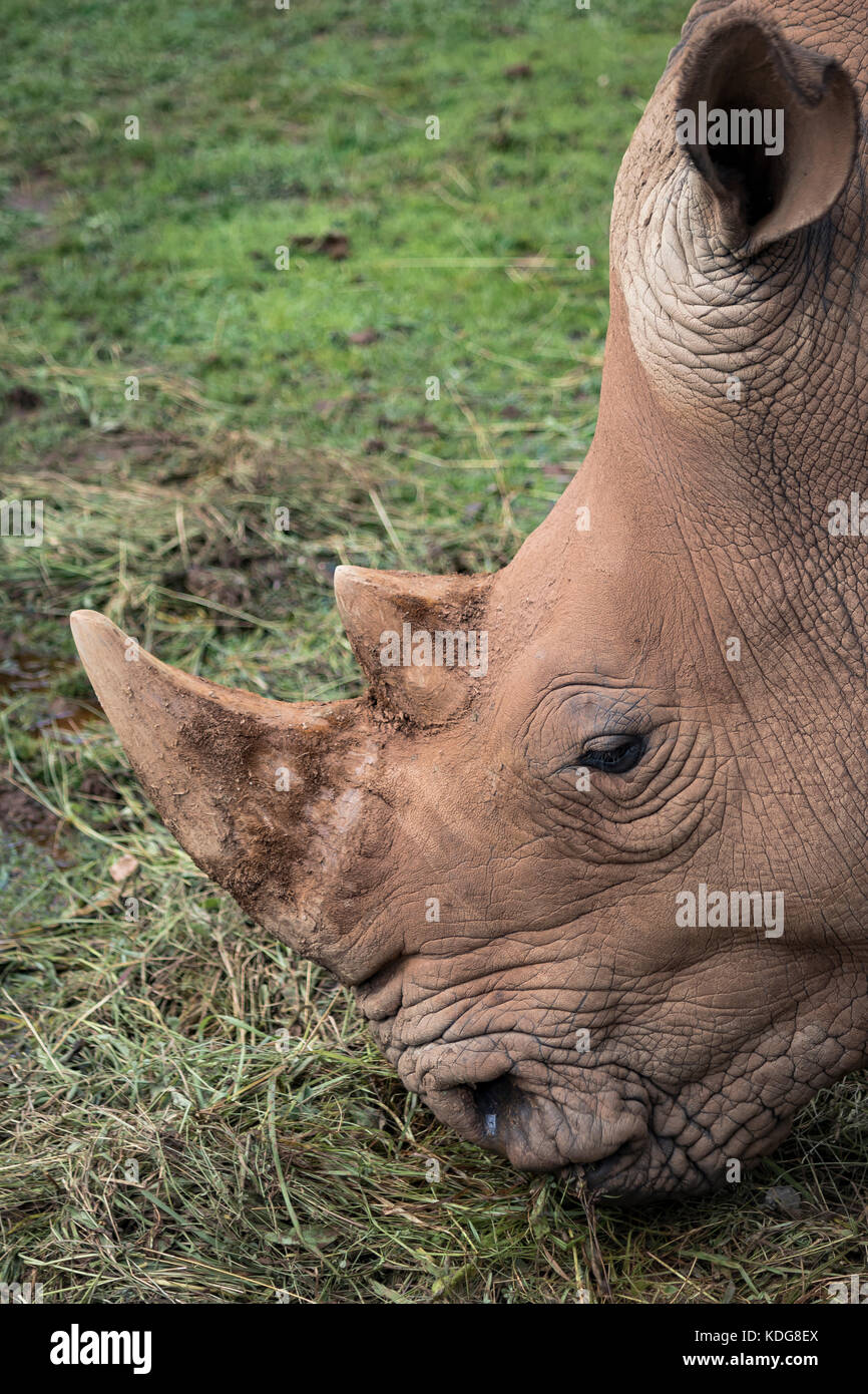 Portrait of White Rhino eating in Cabarceno Natural Park, Cantabria, Spain. Stock Photo