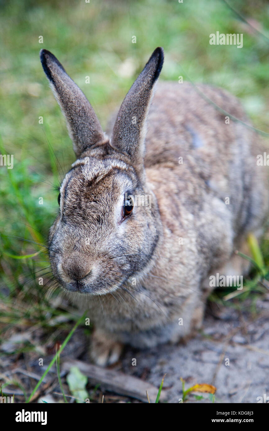 Close up of a Mountain Cottontail rabbit or Nuttall's cottontail (Sylvilagus nuttallii) spotted in the Canadian wild. It is a species of mammal in the Stock Photo