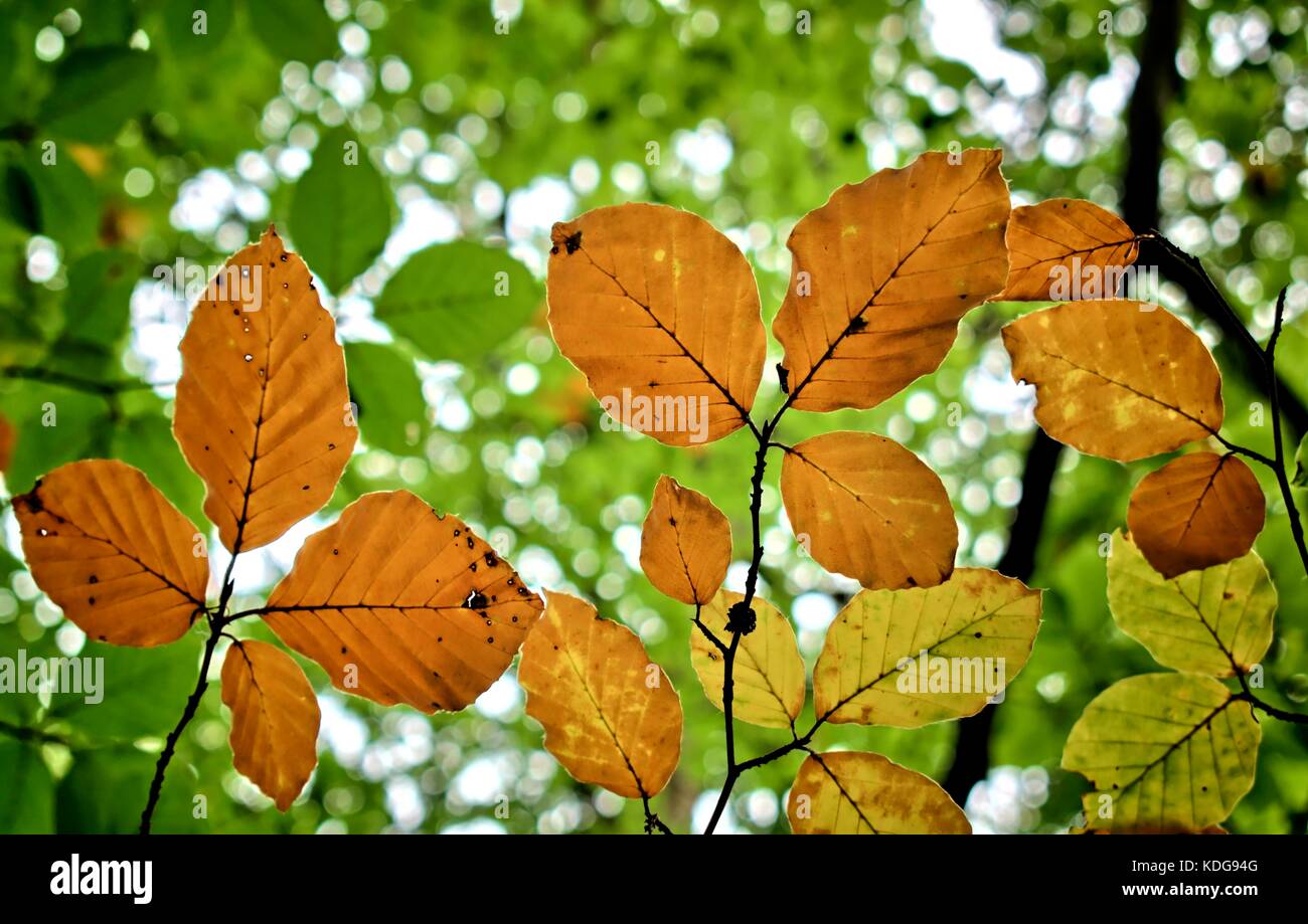 Autumn background of beech leaves. Stock Photo