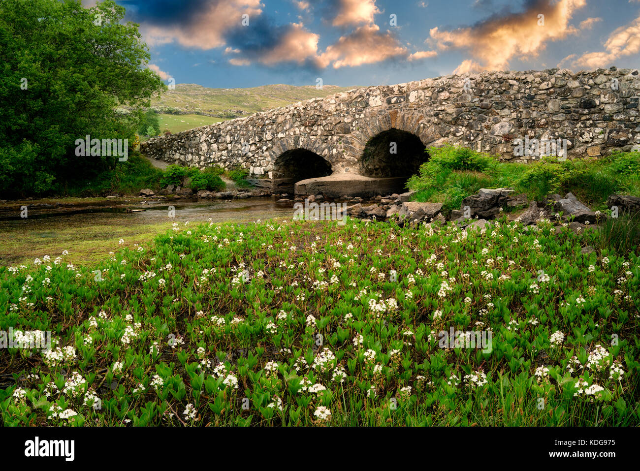 Bogbean wildflowers and Leam Bridge near Oughterard, Ireland. Featured in the Quiet Man film. Ireland Stock Photo