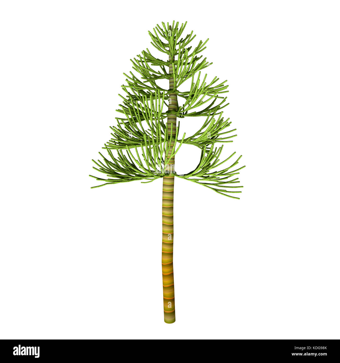 The earliest conifers date to the Carboniferous Period possibly arising from the Cordaites, a genus of seed-bearing Gondwanan plants with cone-like fe Stock Photo