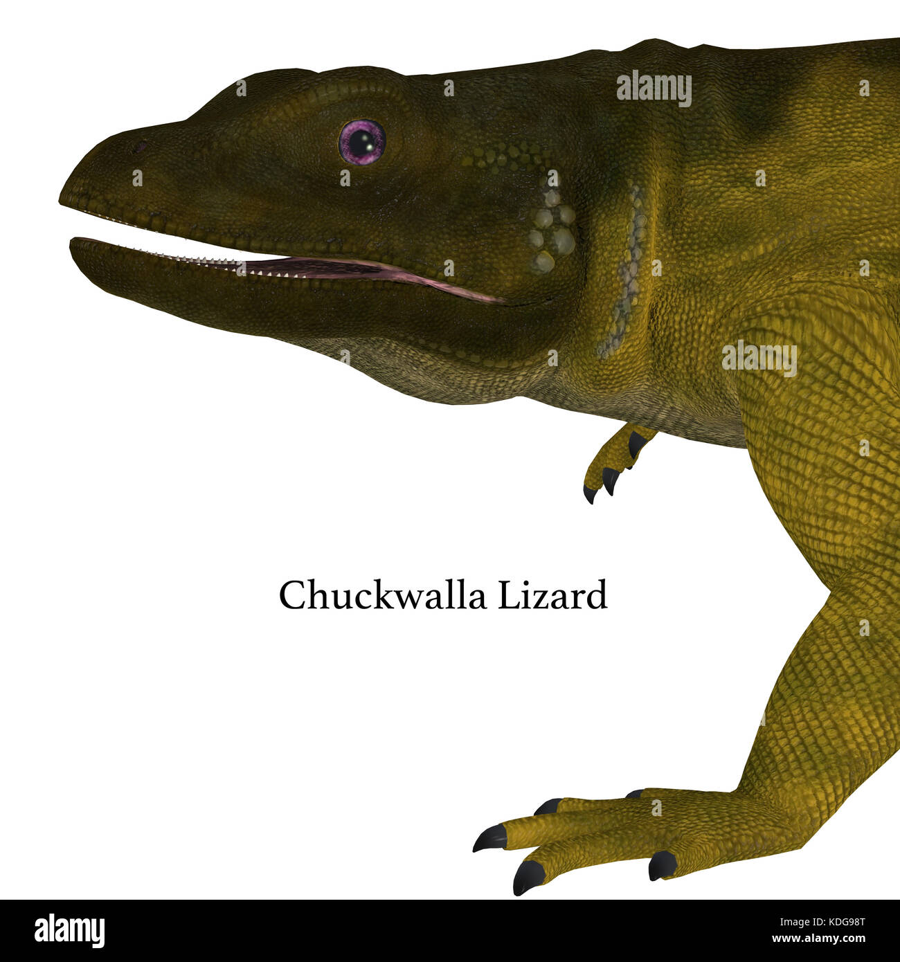 Large stocky lizard hi-res stock photography and images - Alamy