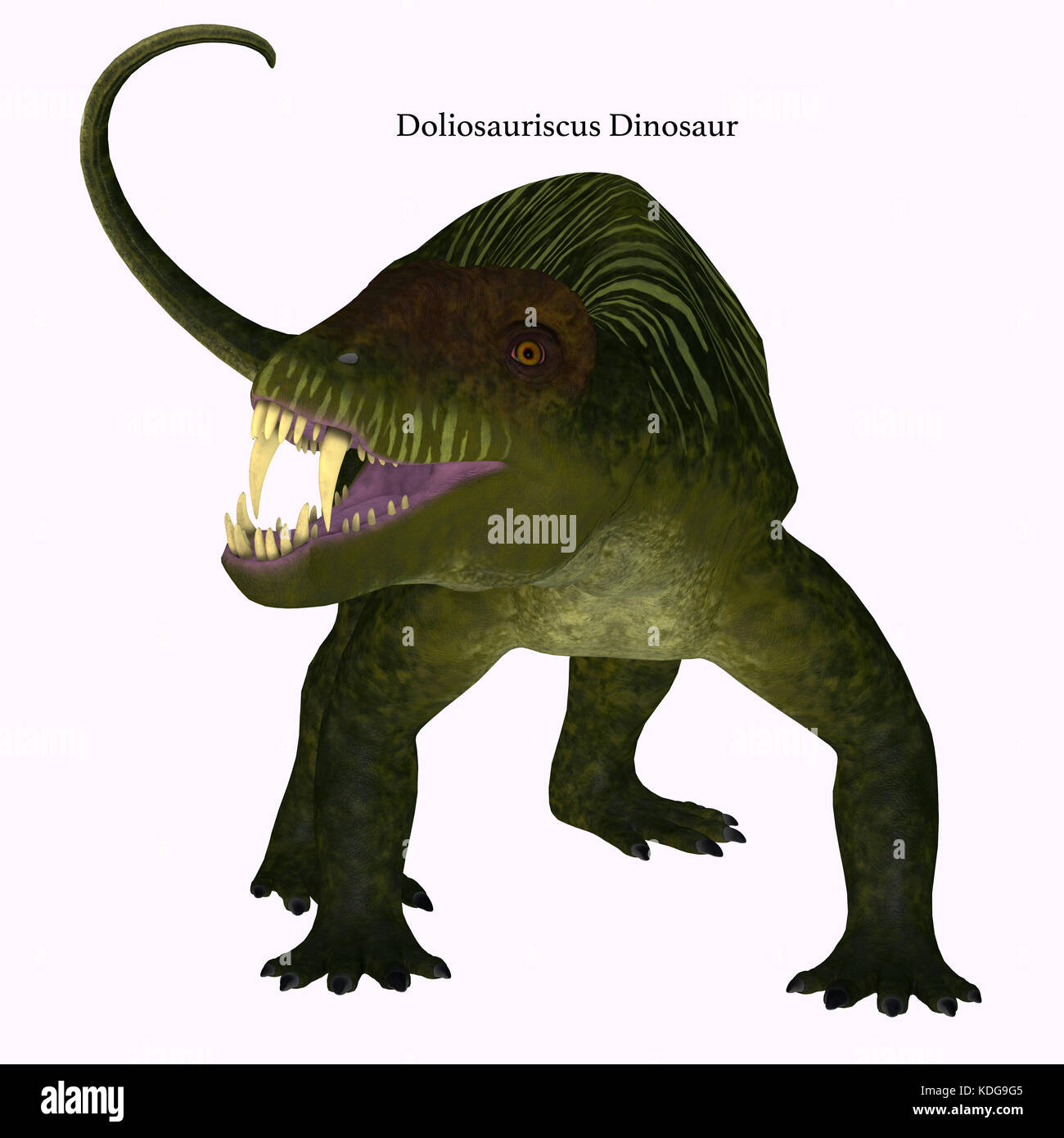 Doliosauriscus Dinosaur on White - Doliosauriscus is an extinct genus of therapsid carnivorous dinosaur that lived in Russia in the Permian Period. Stock Photo