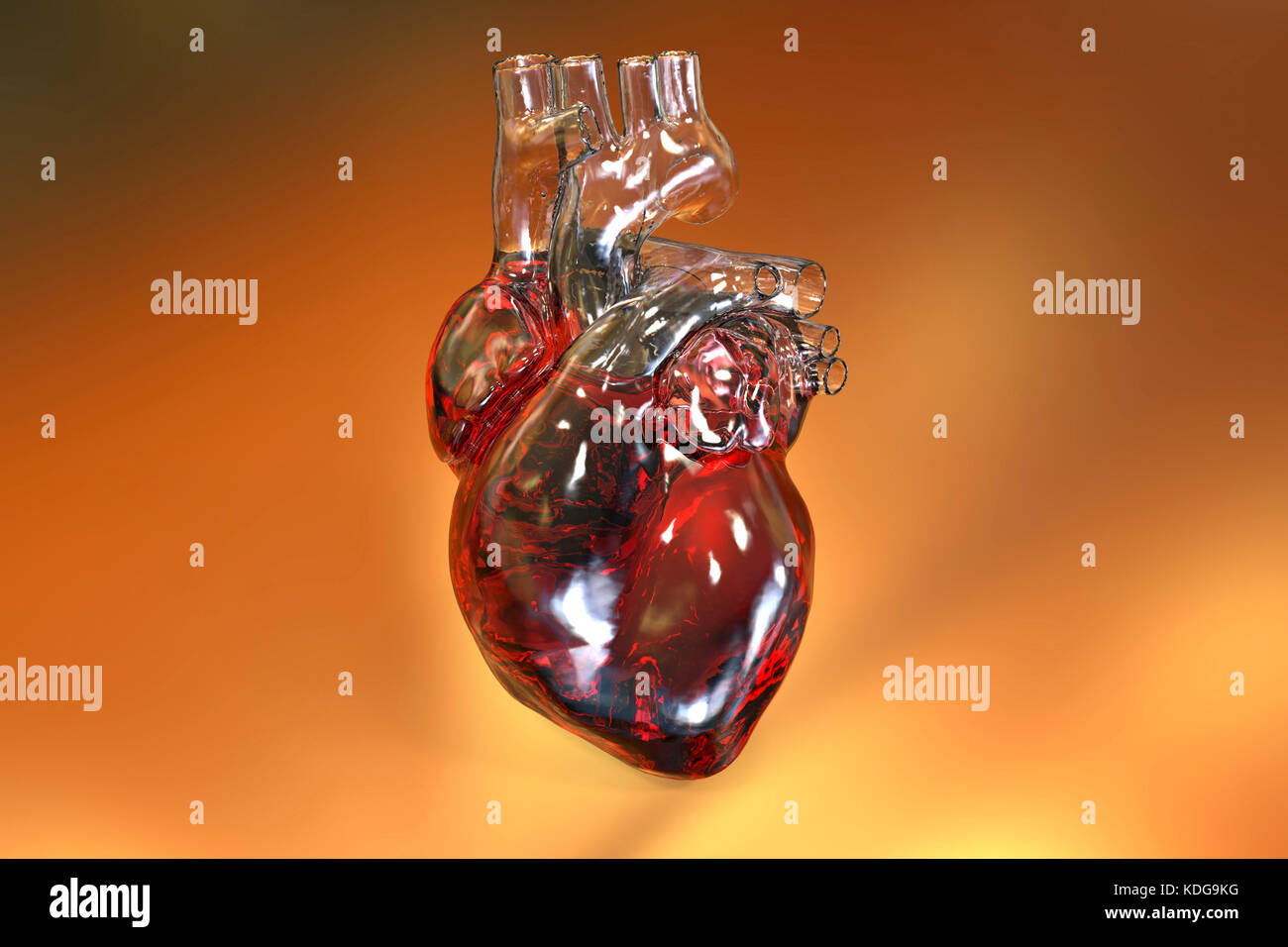 Computer illustration of the heart with coronary vessels. Stock Photo