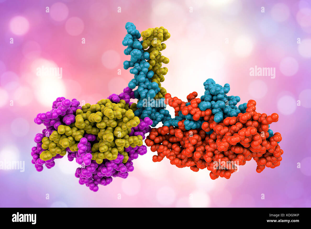 Kinesin motor protein dimer, molecular model. Kinesin is a motor protein that moves along microtubule filaments in cells. It does so by forming a dimer, the heads of which 'walk' along the microtubule. Here, the heads of the dimer are formed by two protein chains (yellow and purple, left; and red and blue, right) that are attached by a 'neck' region (upper centre) where they coil together. This is not the alignment adopted when moving along a microtubule. The structure modelled here is based on studies of this kinesin in the brown rat (Rattus norvegicus). Stock Photo