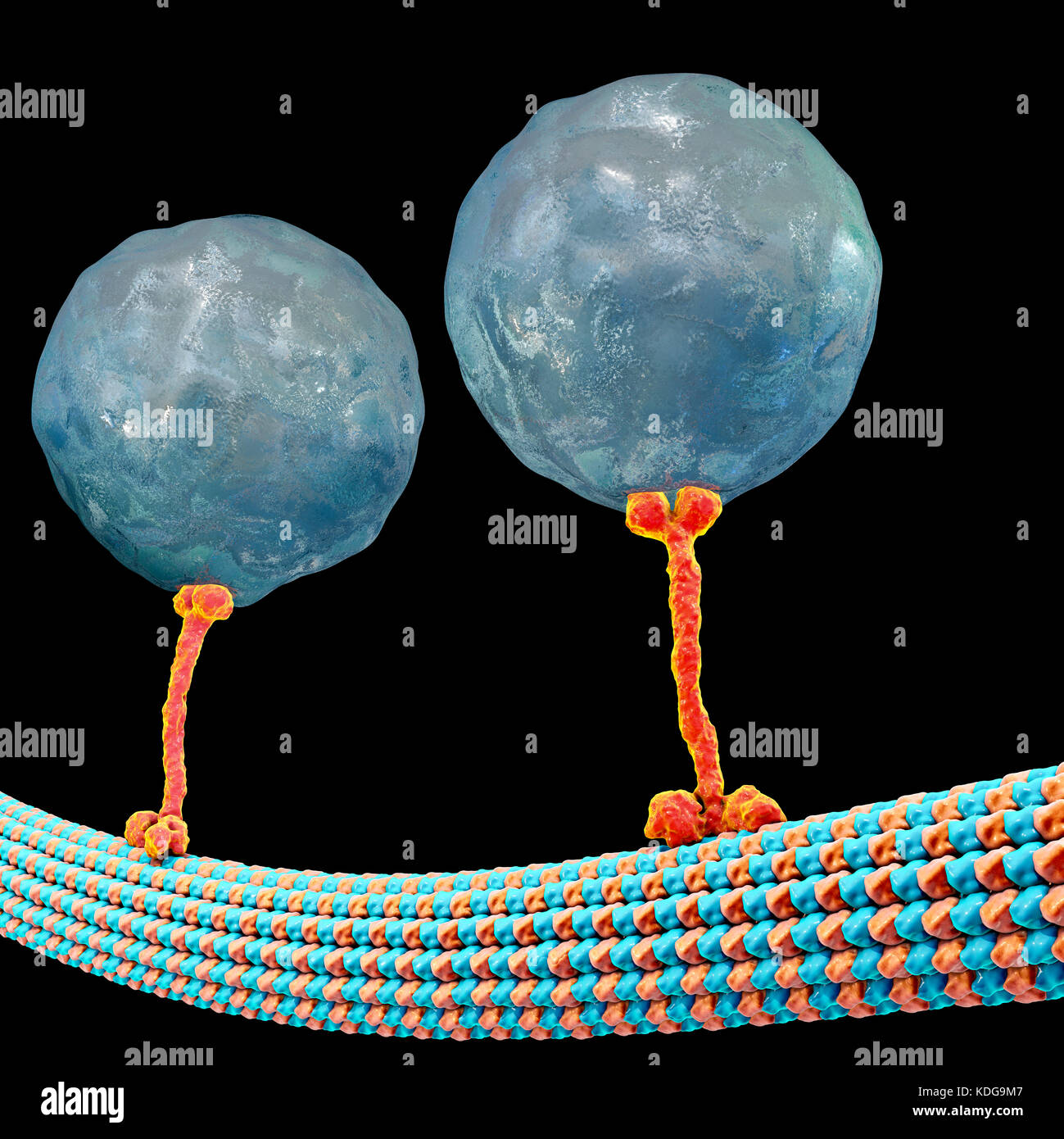 Intracellular transport. Computer illustration of vesicles (spheres) being transported along a microtubule by a kinesin motor protein. Kinesins are able to 'walk' along microtubules. Microtubules are polymers of the protein tubulin and are a component of the cytoskeleton. Stock Photo