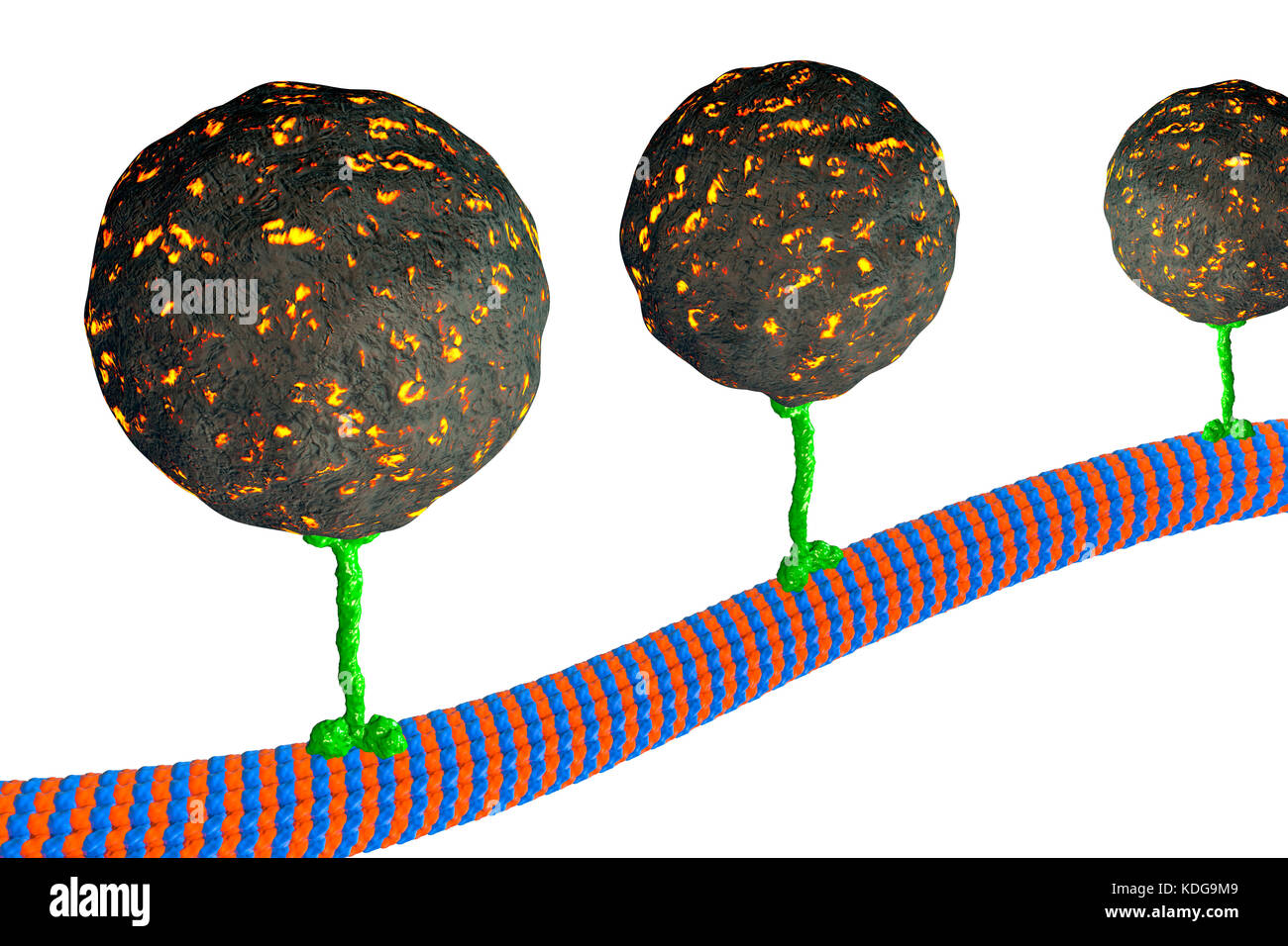 Intracellular transport. Computer illustration of vesicles (spheres) being transported along a microtubule by a kinesin motor protein. Kinesins are able to 'walk' along microtubules. Microtubules are polymers of the protein tubulin and are a component of the cytoskeleton. Stock Photo