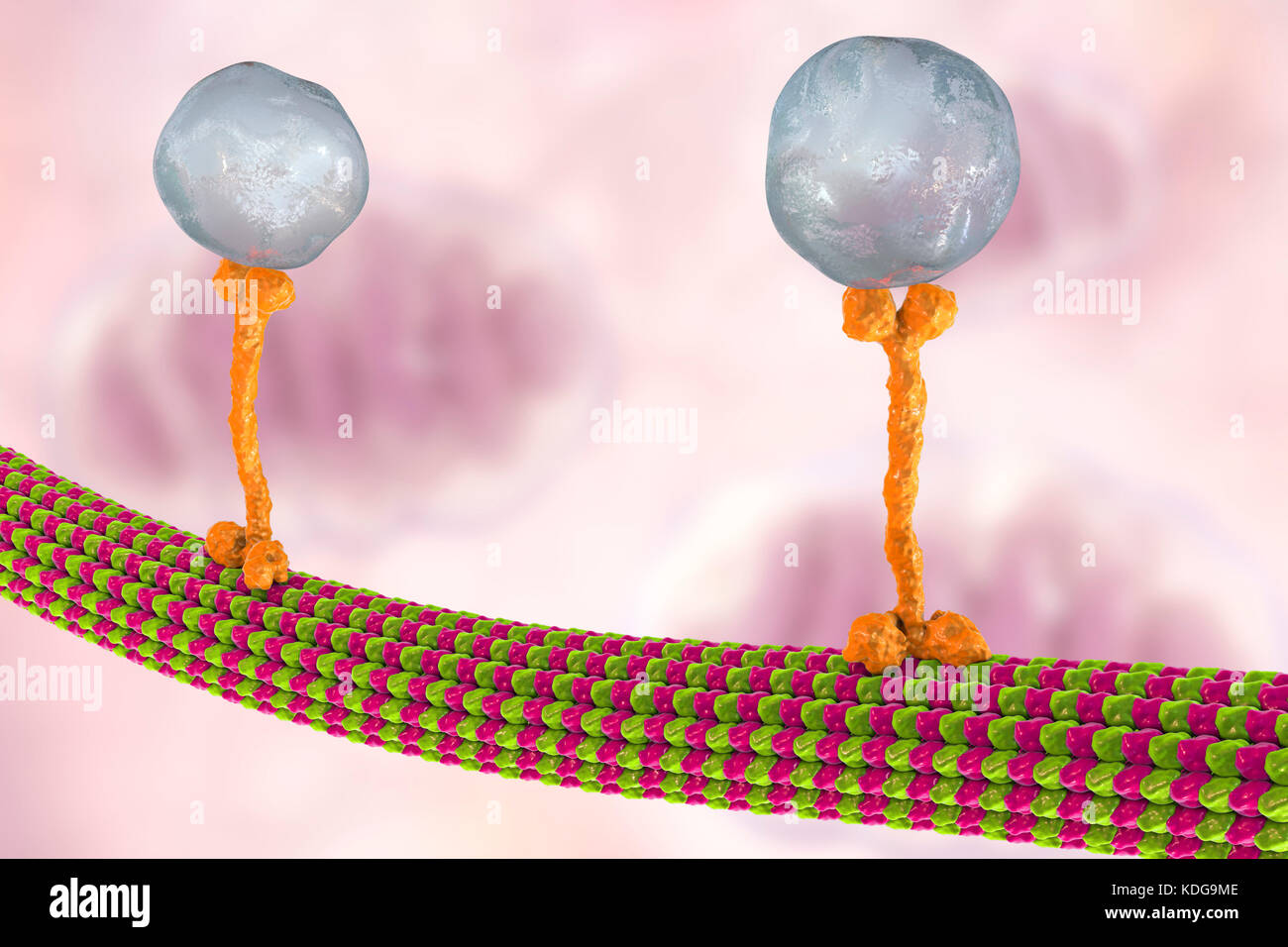 Intracellular transport. Computer illustration of vesicles (spheres) being transported along a microtubule by a kinesin motor protein. Kinesins are able to 'walk' along microtubules. Microtubules are polymers of the protein tubulin and are a component of the cytoskeleton. Stock Photo