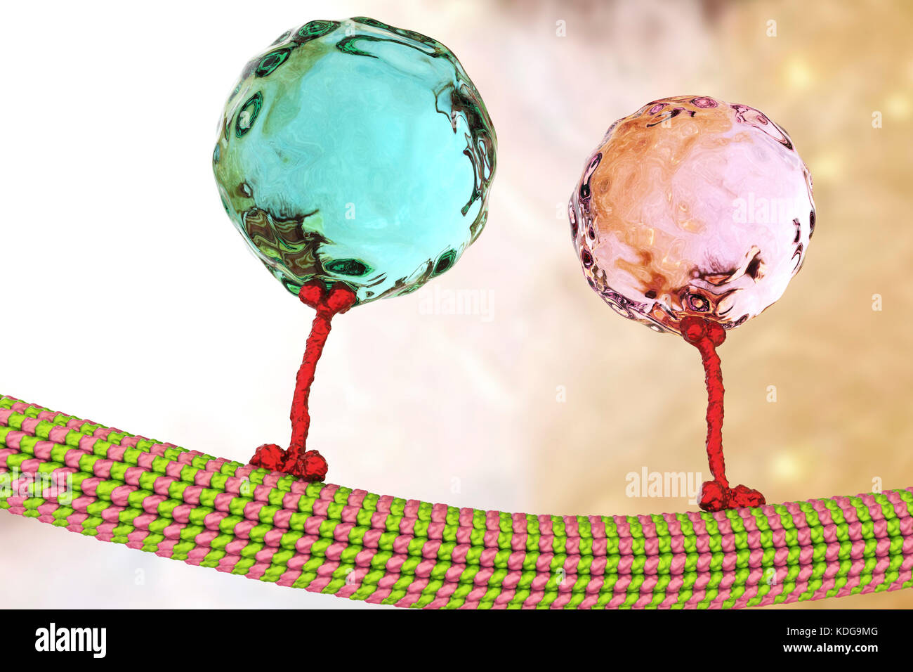 Intracellular transport. Computer illustration of vesicles (spheres) being transported along a microtubule by a kinesin motor protein. Kinesins are able to 'walk' along microtubules. Microtubules are polymers of the protein tubulin and are a component of the cytoskeleton. Stock Photo