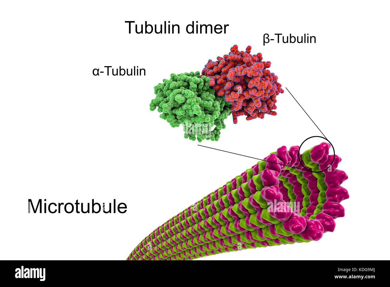 Structure of a microtubule, 3D computer illustration. Microtubules are polymers of the protein tubulin which is composed of two subunits, alpha- and beta-tubulin. They are a component of the cytoskeleton, which maintains a cell's shape, allows some cellular mobility and is involved in intracellular transport. The tubular polymers of tubulin can grow as long 50 micrometres and are highly dynamic. In Alzheimer's disease, the transport of tau-protein (belonging to the MAP proteins) stabilizing the microtubules is disturbed and allows phosphate-groups to attach to the tau-protein, destabilizing Stock Photo